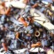 Formica Rufa - The Wood Ant - Nest in Dorset 